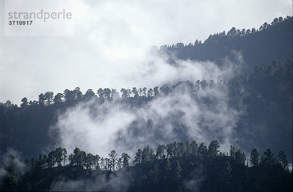 Bergrücken im Nebel  La Palma  Kanarische Inseln  Spanien