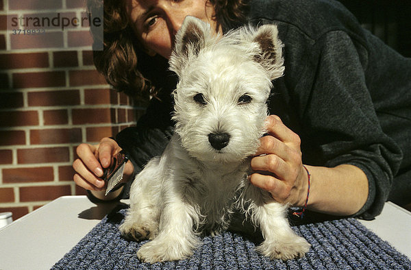 PR Eine Frau bürstet einen kleinen weissen Hund auf einem Tisch  West Highland White Terrier
