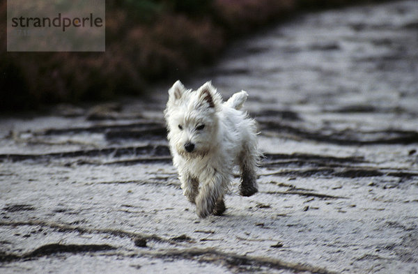 Kleiner weisser Hund läuft auf einem Weg  West Highland White Terrier
