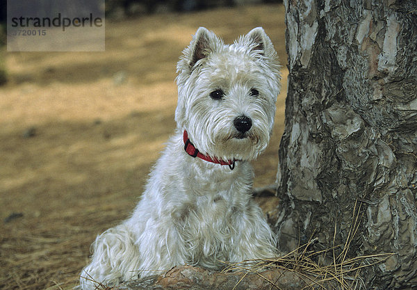 West Highland White Terrier sitzt an einem Baum