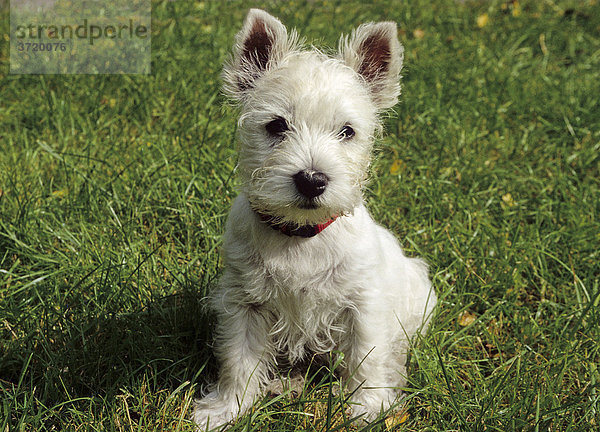 Junger West Highland White Terrier