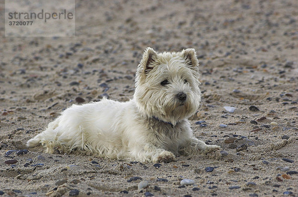 West Highland White Terrier liegt am Nordseestrand