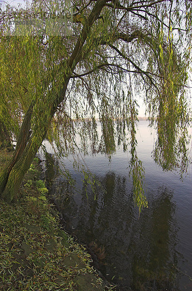 Weidenbäume am Ufer der Alster in Hamburg Deutschland