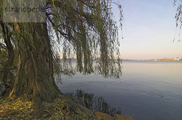 Weidenbäume am Ufer der Alster in Hamburg Deutschland
