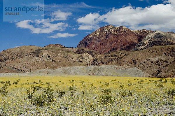 Geröllfeld mit blühenden Wüstensonnenblumen vor den Amargosabergen Death Valley Nationalpark Kalifornien USA