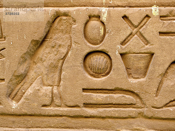 Relief in Tempelwand Horus Tempel Ägypten