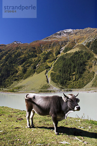 Kuh am Gepatsch-Stausee an der Kaunertaler Gletscherpanoramastraße - Tirol - Österreich