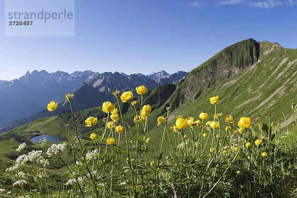 Allgäuer Alpen - Trollblumen Trollius europaeus - Schlappoldsee am Fellhorn - Bayern