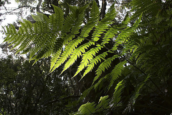 Farnblatt im Nationalpark Garajonay - Lorbeerwald - La Gomera