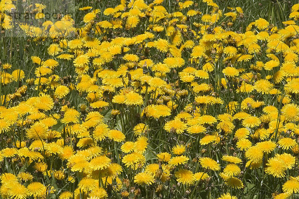 Blühender Löwenzahn - Gemeine Kuhblume - Taraxacum officinale