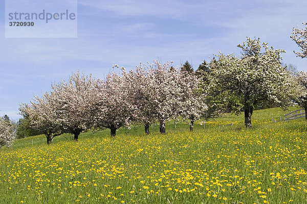 Blühende Apfelbäume in Löwenzahn-Wiese - Oberreute im Allgäu - Bayern