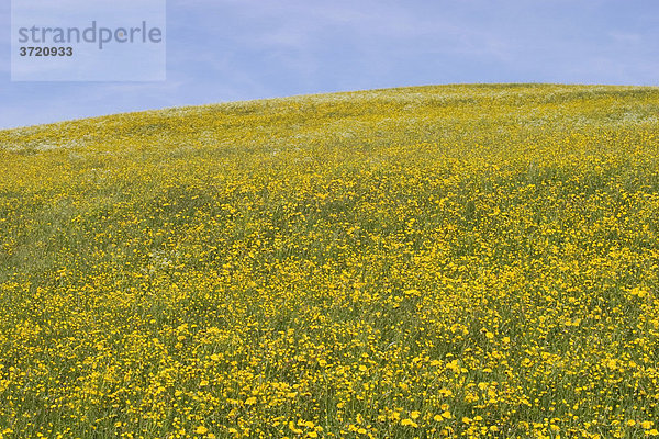 Blumenwiese im Allgäu - Bayern