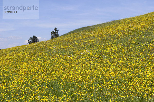 Hahnenfuß in Blumenwiese - Allgäu - Bayern