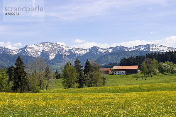 Blumenwiese bei Hopfen im Westallgäu - Bayern