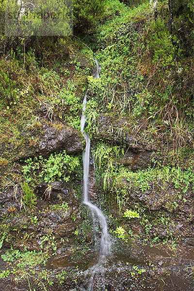 Quellbach nahe Rabacal - Madeira