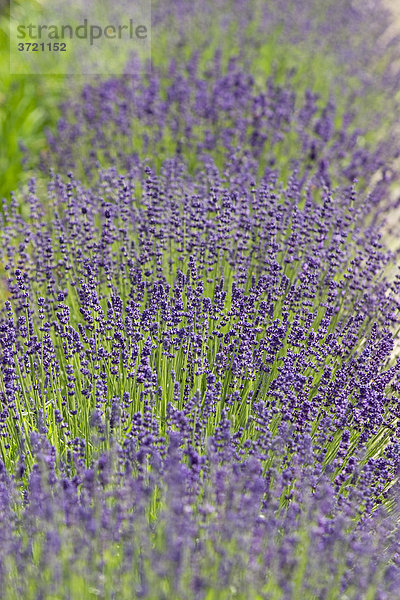 Blütenknospen von Lavendel - Lavendula angustifolia