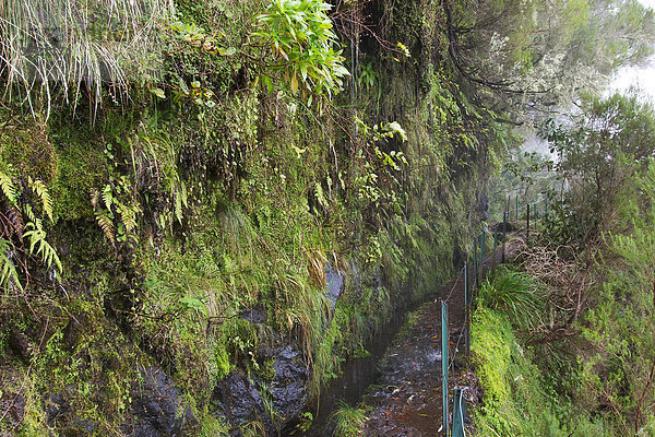 Levada do Caldeirao Verde - Bewässerungskanal und Fußweg - Madeira