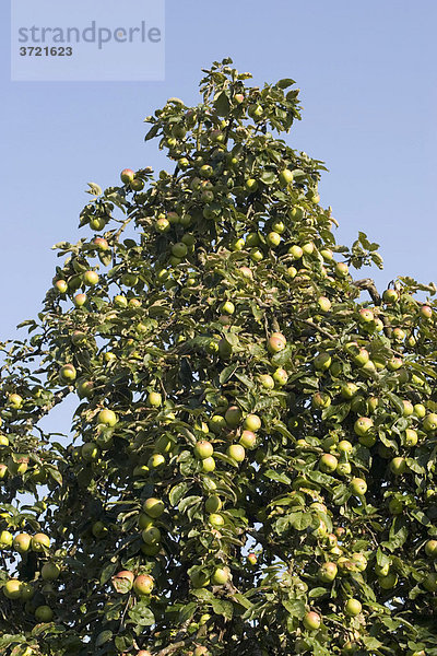 Apfelbaum mit reifen Früchten Bayerischer Wald