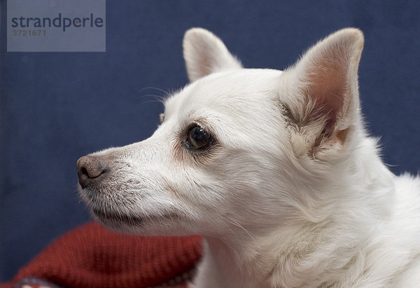 Weißer Mischlingshund Spitz Chihuahua