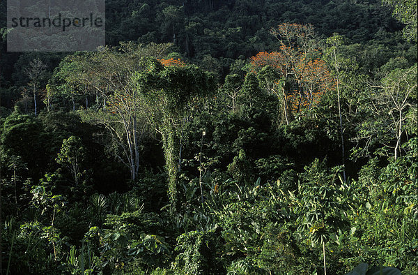 Regenwald im Nationalpark Guatopo in Miranda - Venezuela