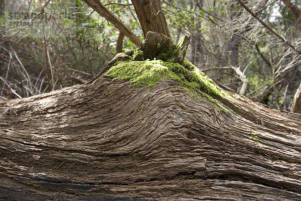 Alter Baumstamm in Nationalpark Garajonay - La Gomera Kanaren