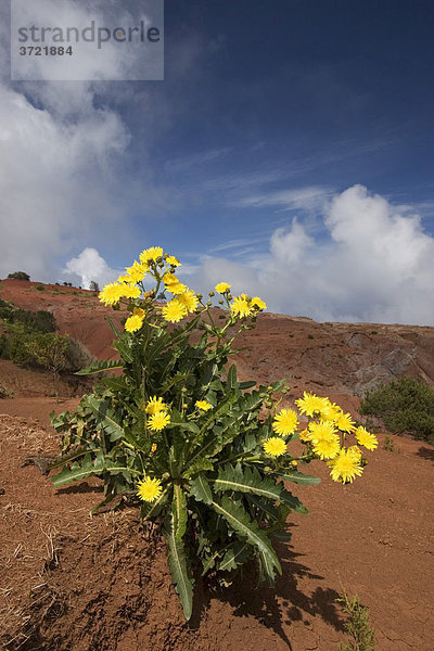 Gomera-Gänsedistel Sonchus gomerensis Agulo Kanaren La Gomera