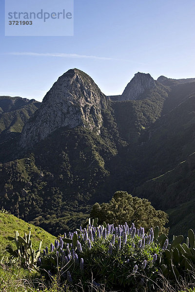 Roque de Ojila in Nationalpark Garajonay - Natternkopf Echium acanthocarpum - La Gomera Kanaren