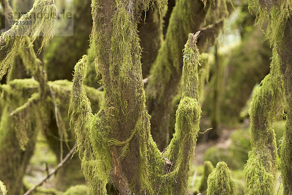 Moos im Lorbeerwald Nationalpark Garajonay - La Gomera Kanaren