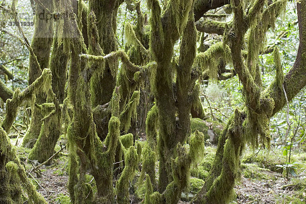 Moos im Lorbeerwald Nationalpark Garajonay - La Gomera Kanaren
