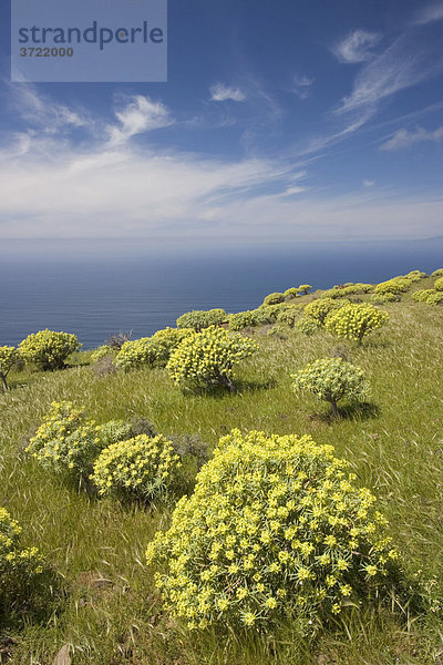 Tabaiba Wolfsmilch Euphorbia berthelotii - Las Pilas La Gomera Kanaren