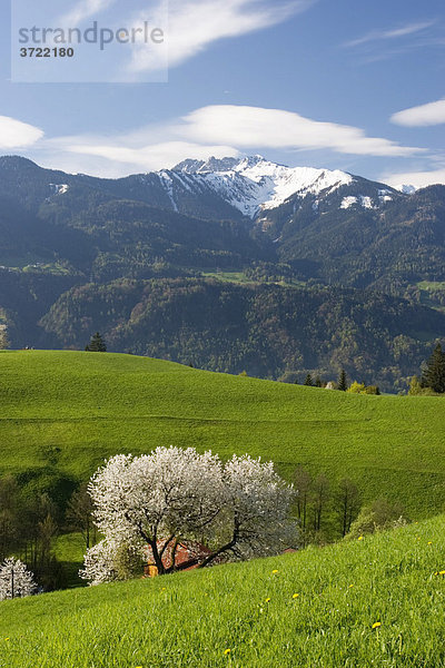 Blühender Kirschbaum in Erlach bei Jenbach Tirol Österreich