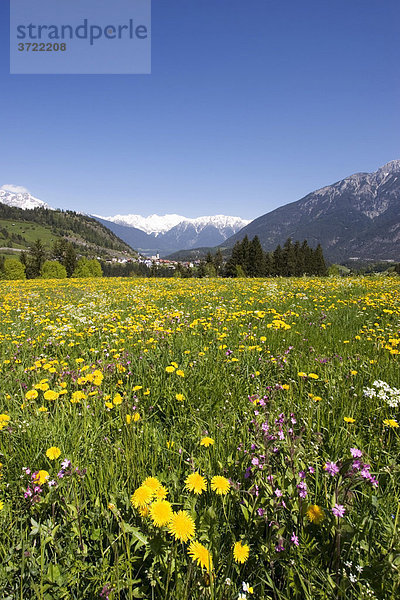 Löwenzahnwiese - Arzl im Pitztal Tirol Österreich