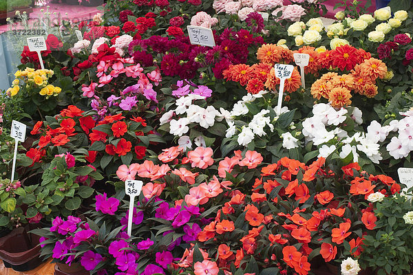 Blumen am Viktualienmarkt in München - Bayern