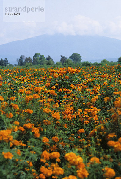 Mexiko Guanajuato Tagetes-Feld