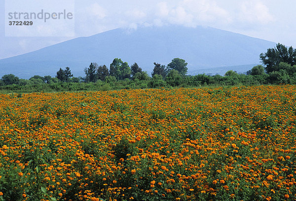 Mexiko Guanajuato Tagetes-Feld