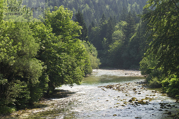 Fluss Sava Bohinjka in Ribcev Laz - Slowenien