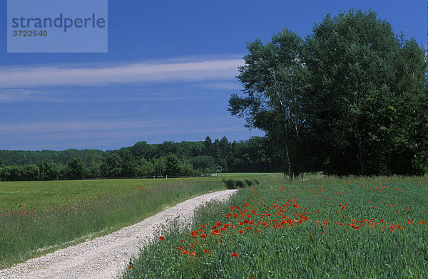 Dachauer Land - Feldweg bei Haimhausen - Oberbayern Deutschland