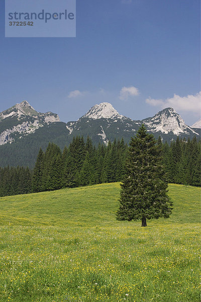 Alm Javornik in Pokljuka mit Berg Triglav  Triglav-Nationalpark  Slowenien