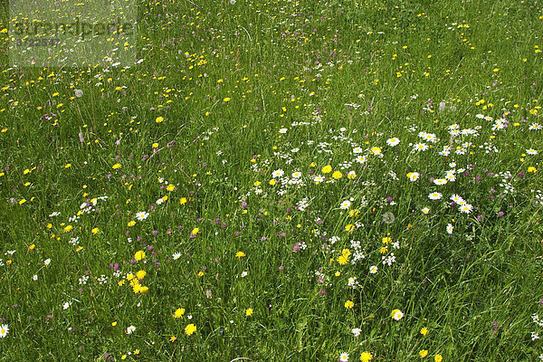 Blumenwiese in Pokljuka  Triglav-Nationalpark  Slowenien