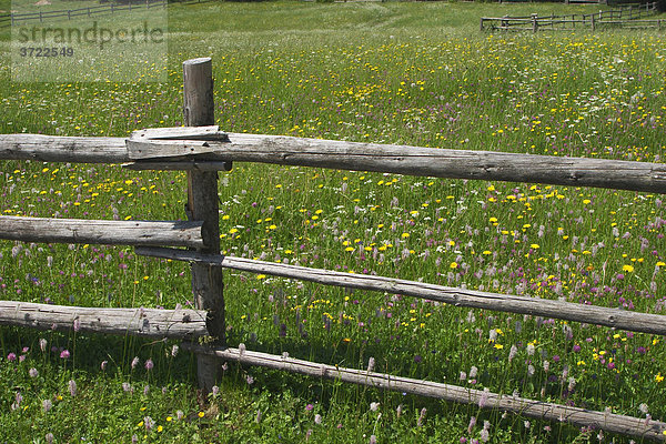 Blumenwiese und Zaun in Pokljuka  Triglav-Nationalpark  Slowenien