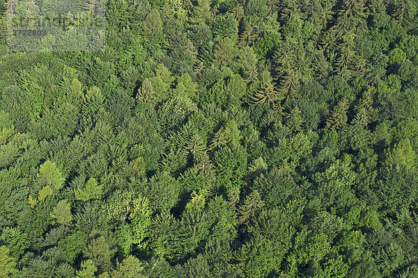 Wald in Steiner Alpen am Kamniska Bistrica - gesehen aus Seilbahn - Oberkrain - Slowenien