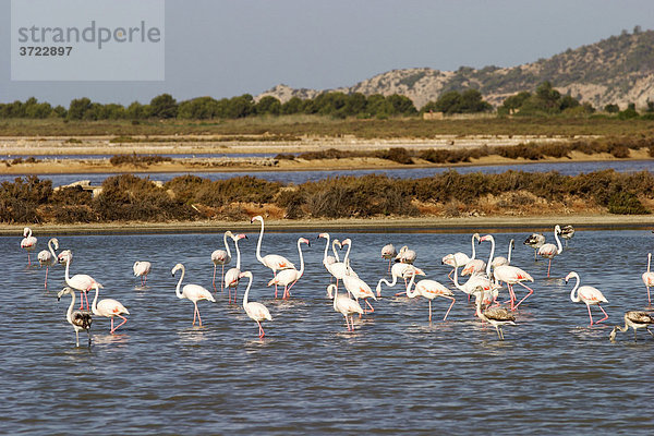 Flamingos in den Salinen im Süden von Ibiza