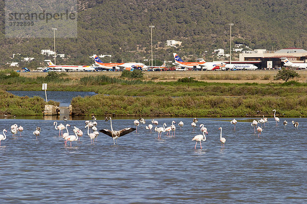 Flamingos in den Salinen am Flughafen von Ibiza