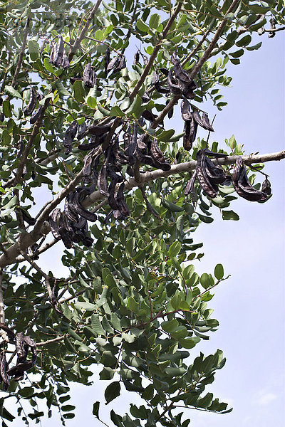Johannisbrotbaum ( Ceratonia siliquaIbiza ) - Früchte und Blätter - Ibiza