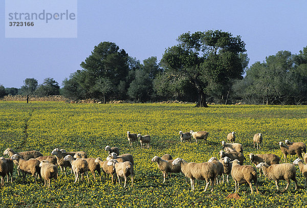Mallorca - Schafweide nahe Campos