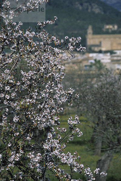 Mallorca Andratx Mandelblüten
