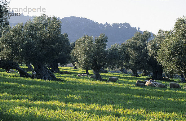 Mallorca Serra de Tramuntana Olivenhain