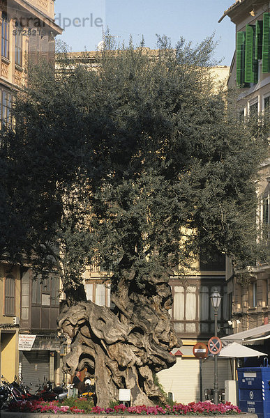 Spanien Palma de Mallorca Altstadt Placa de Cort - alter Olivenbaum