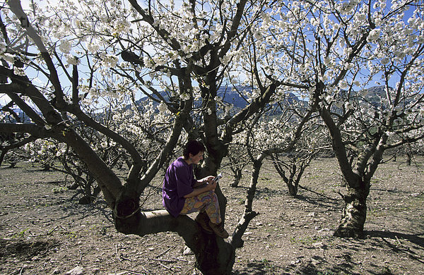 Mallorca Serra de Tramuntana Mortitx - blühende Kirschbäume