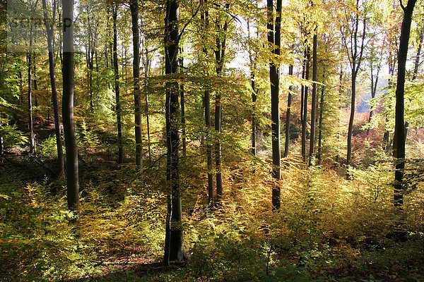 Herbstlich gefärbter Buchenwald im Morgenlicht